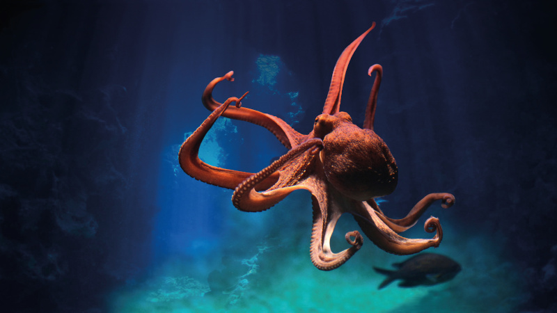 Fakultet prirodnih znanosti u Puli